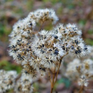 Close up dead flowers (2).JPG