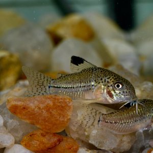 Corydoras julii, wild caught Rio Granjeiro NE Brazil (3).jpg