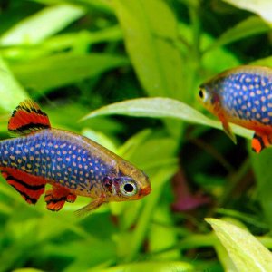 celestial-pearl-danio2.jpg