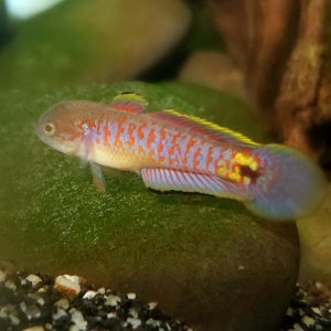 Adult Peacock Gudgeon [Male]