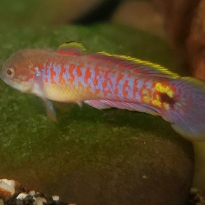 Adult Peacock Gudgeon [Male]