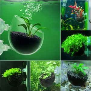 glass aquascaping cups.jpg