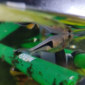 Dying Rasbora.jpg