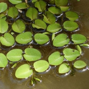 Salvinia molesta1.jpg