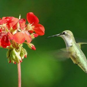 Hummingbird.jpg