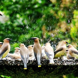 waxwings.jpg