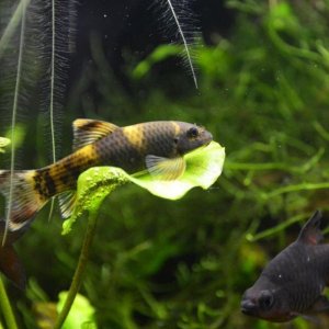 panda-garra-fish-hanging-on-leaves.jpg