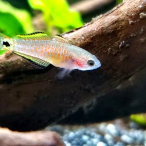 Peacock Gudgeon Fry|| Name: Cpt. Nemo