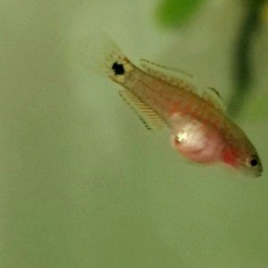 Juvenile Peacock Gudgeon [Female]