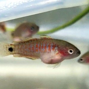 Juvenile Peacock Gudgeon [Male]