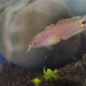 Juvenile Peacock gudgeon [Male]