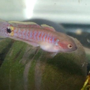 Juvenile Peacock Gudgeon [Male]