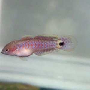 Juvenile Peacock Gudgeon [Male]