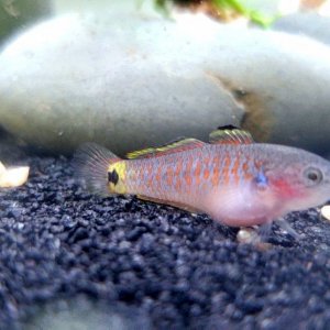 Female Peacock Gudgeon [Juvenile]