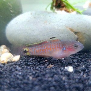 Juvenile Peacock Gudgeon [Male]