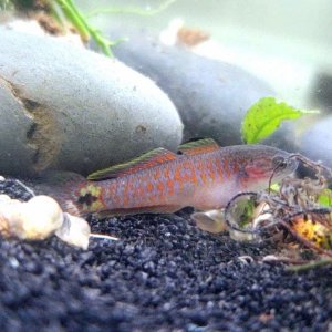 Juvenile Peacock Gudgeon [Male]