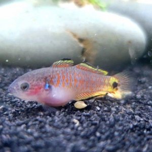 Juvenile Peacock Gudgeon [Female]