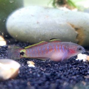 Juvenile Peacock Gudgeon [Female]