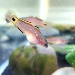 Juvenile Peacock Gudgeon [Female]