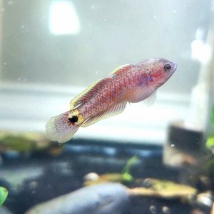 Juvenile Peacock Gudgeon [Male]