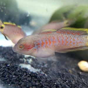 Juvenile Peacock Gudgeon [Male]