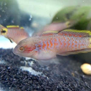 Juvenile Peacock Gudgeon [Male]