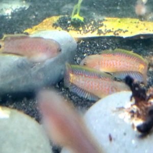 Male Peacock Gudgeons Sparring (2)