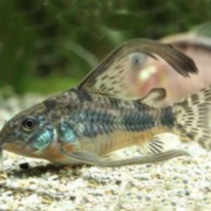 longfin peppered cory.jpg