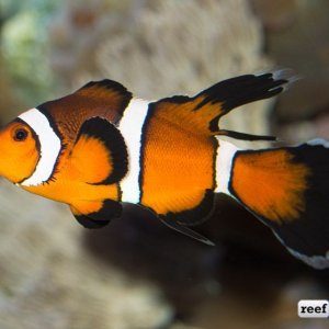 lf clownfish.jpg