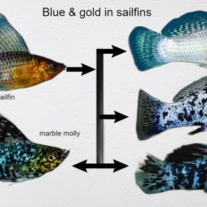 blue and gold in sailfins wild trait a.jpg