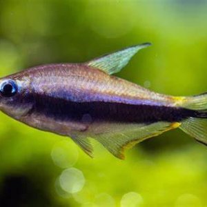 male purple emperor tetra.jpg