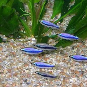 group purple emperor tetra.jpg