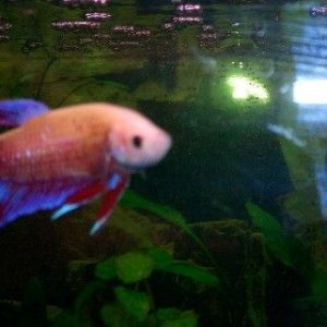 female_betta_1.JPG