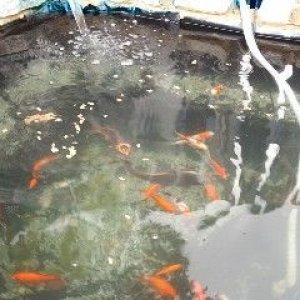 pond_with_fish.jpg