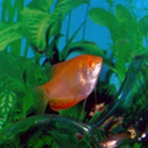 gourami1.jpg