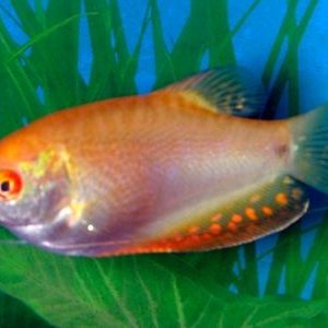 gourami2.jpg