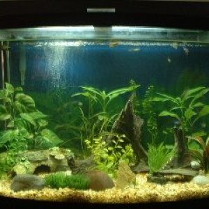 29gallon.JPG