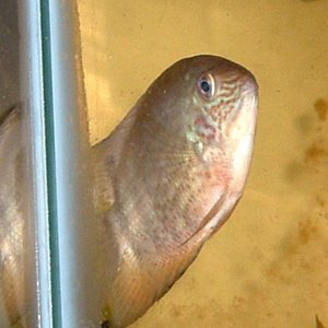 severum.jpg