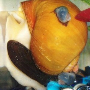 massive_female_apple_snail2.jpg