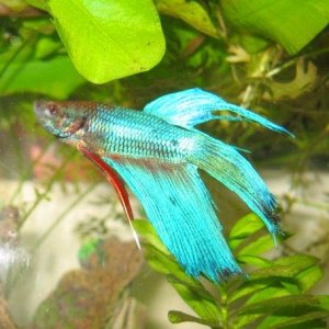 Betta_pics__Mr._Bob__006.jpg