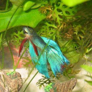 Betta_pics__Mr._Bob__008.jpg