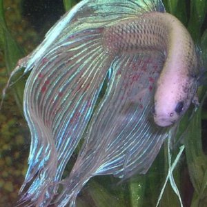 betta32.JPG