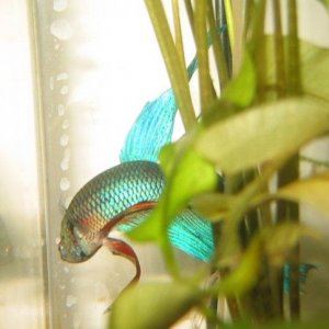 Betta_pics__Mr._Bob__011.jpg