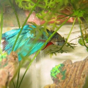 Betta_pics__Mr._Bob__009.jpg