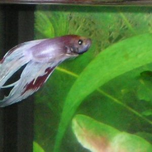 Andwer__s_fish_1_090.jpg