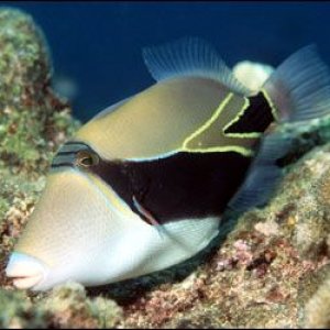 reeftriggerfish_zoom.jpg