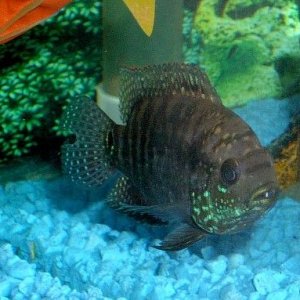 unknown_fish_4.JPG