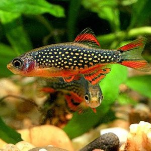 Galaxy-Rasbora.jpg