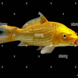 golden-koi-fish-isolated-on-a-black-background-KA9WTE.jpg