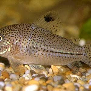 Corydoras julii 1.jpg